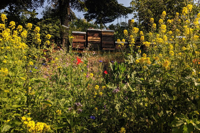 CONTAO_NATURE_THEME_Bienenstöcke_in_Wildblumenwiese